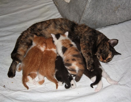 Q-Wurf 4-WochenIMG_0838-1 (2)